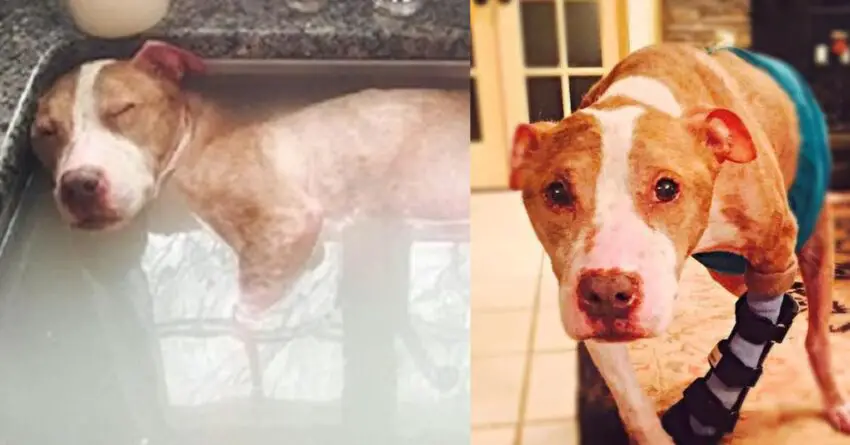 Dog Who Has Been Abused Horribly Deserves Every Minute Of His Healing Bath