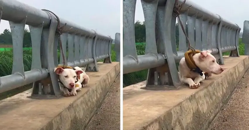 Dog Abandoned Tied To A Bridge Railing On A Busy Motorway Learns Human Can Love