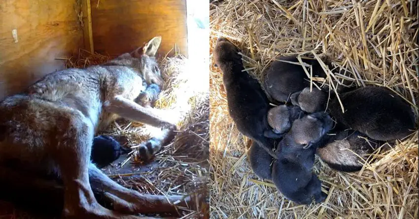 Nine Wolf Cubs Critically Endangered Born At The Zoo, Welcome to the world