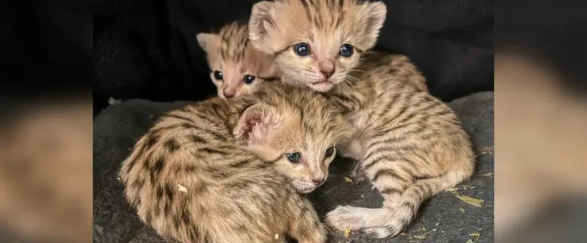 Zoo At North Carolina Celebrates The Birth Of Triplets Of Sand Cats