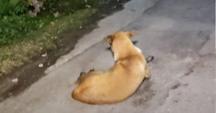 Stray Dog Would Turn Away His Face Hiding Her Woes Whenever Someone Approached