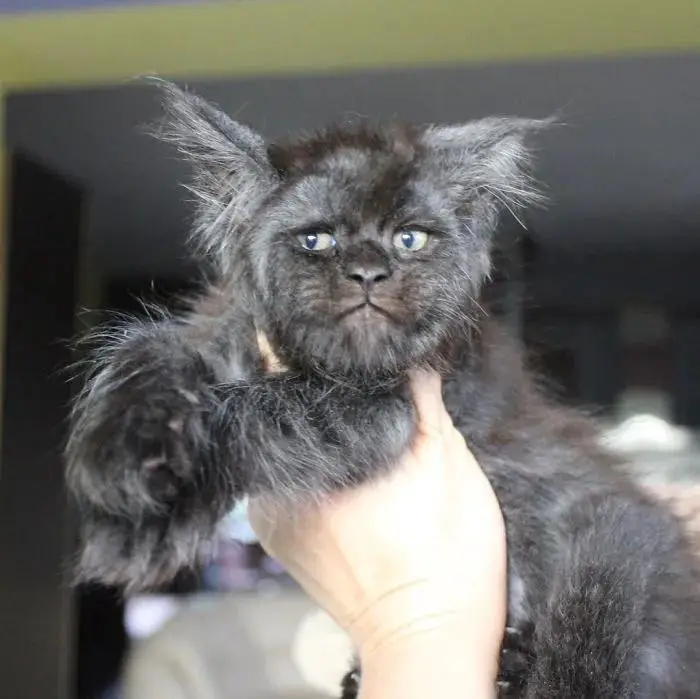 Valkyrie The Maine Coon Cat, Known For Her Oddly Human-Like Face