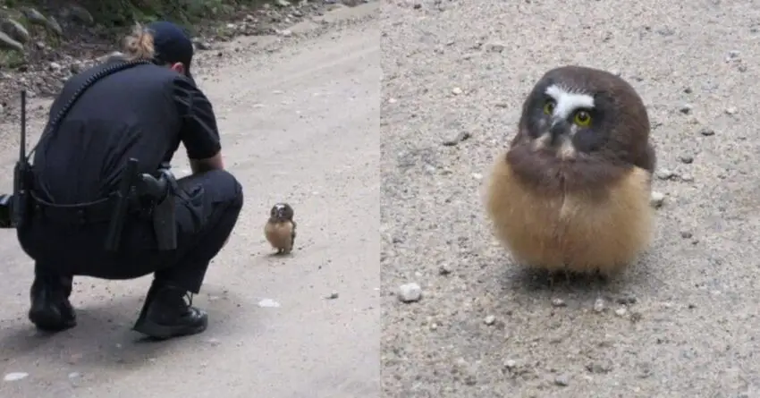 Police Officer Pulls Over To Have An Adorable Conversation With Baby Owl