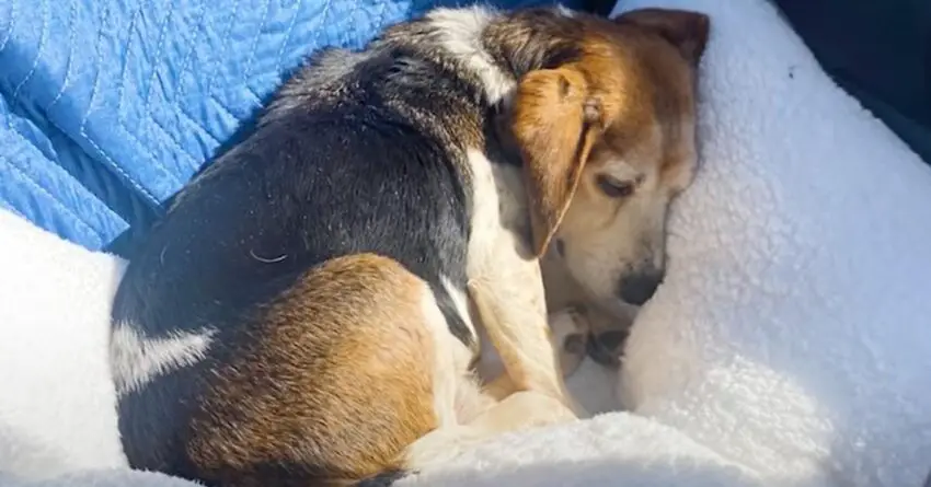 Couple Sees Elderly Beagle Being Given Away Online For Free, And Decides To Rescue Her