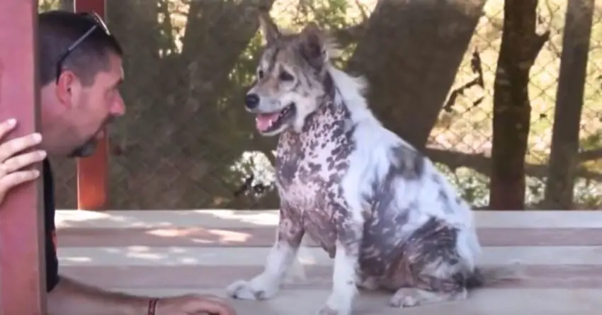 Dog Spent 4 Years At Shelter Bursts Into Joyful Dance When Being Adopted