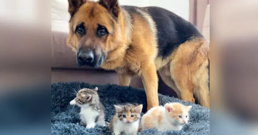 Dog Melts 5M Hearts When He Decided What To Do After Finding 3 Kittens In His Bed