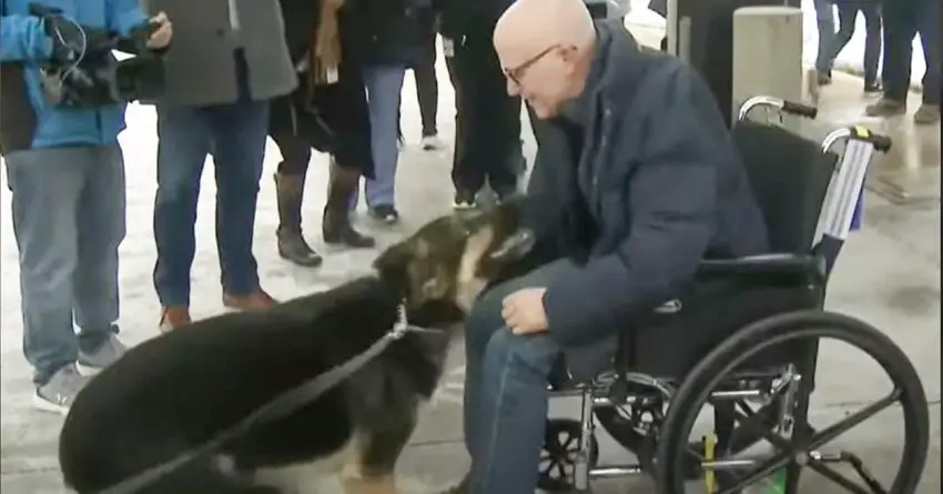 Dog Enjoys Emotional Reunion With Her Owner Who Kept Alive Through Stroke