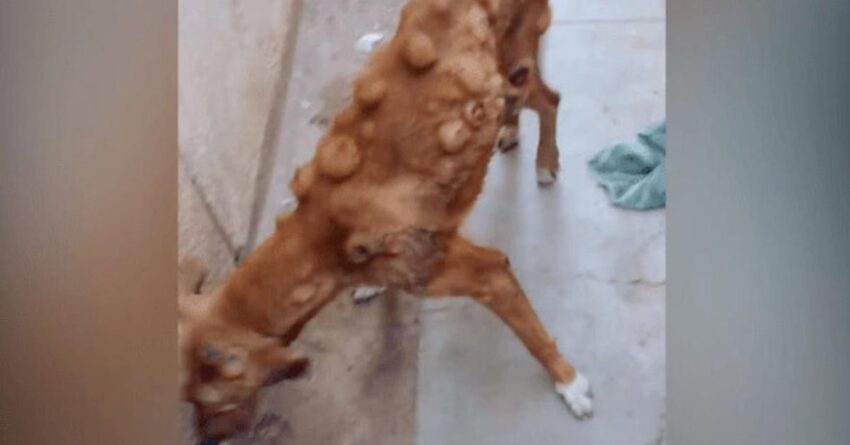 Stray Dog With Tumors On The Verge Of Death, Then Animal Lover Proves That Angels Exist.