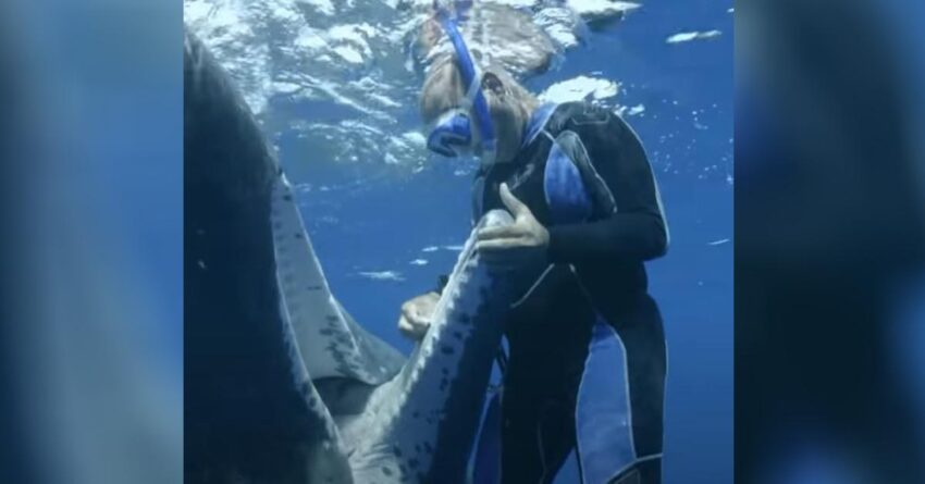 Sperm Whale Approaches A Diver Asking Him For Help To Remove A Stuck Hook