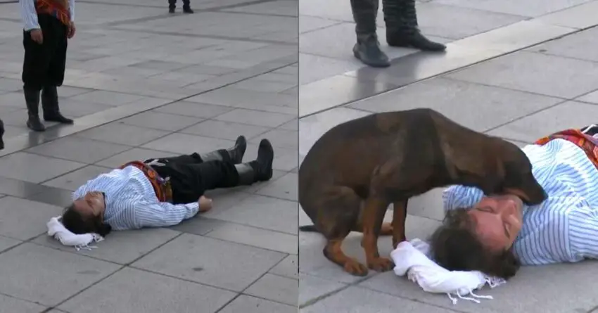 Stray Dog Interrupts Live Street Show To comfort An Actor Who Pretends To Be Injured.