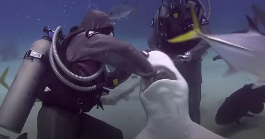 Diver Shoves Her Hand Inside Shark’s Mouth To Remove A Stuck Hook