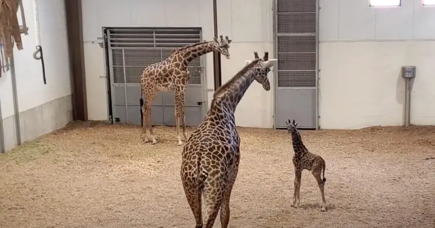 Baby Giraffe Melts Hearts Of Millions When Meets His Father For The First Time