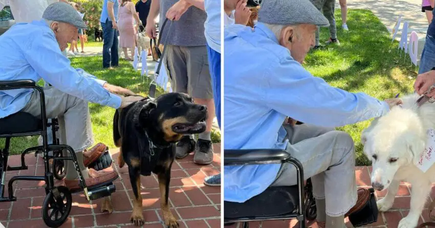 100-Year-Old Man Celebrates His Birthday With Adorable Dog Parade