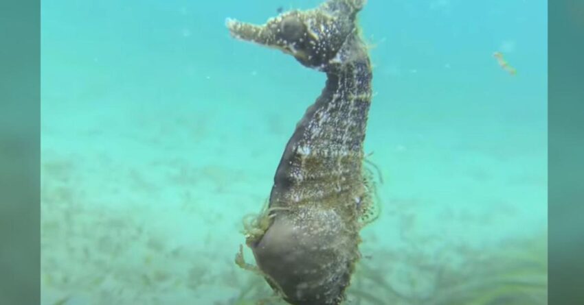 Pregnant Seahorse Filmed By Diver, Then A Tiny Tail Starts Poking Out Of The Brood Pouch