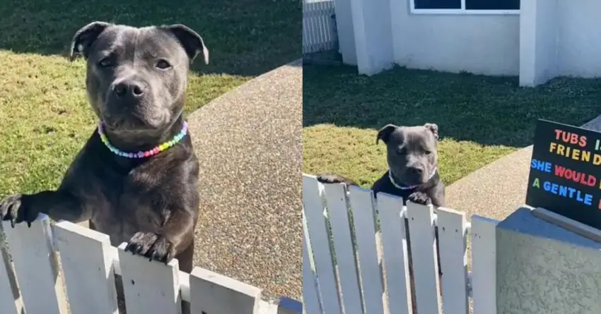 Cute Dog Enjoys Being Pet, Then His Owner Put A Sign And Films Passerby’s Reaction