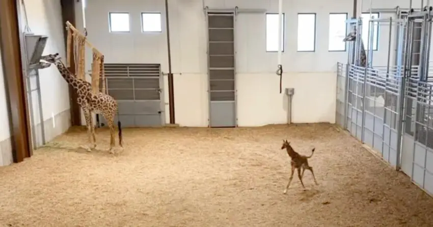 Baby Giraffe Melts Hearts Of Millions By Showing Off Running With His Long Legs