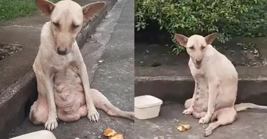 Paralyzed Stray Dog Found Crying In Pain Hopeless For Days Beside The Road