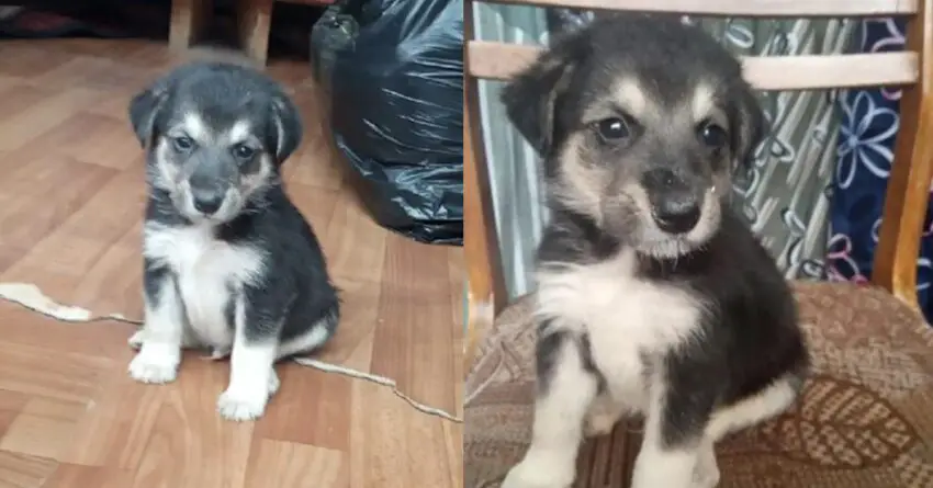 Tiny Puppy Found Wandering Around Shopping Malls Looking For His Mother