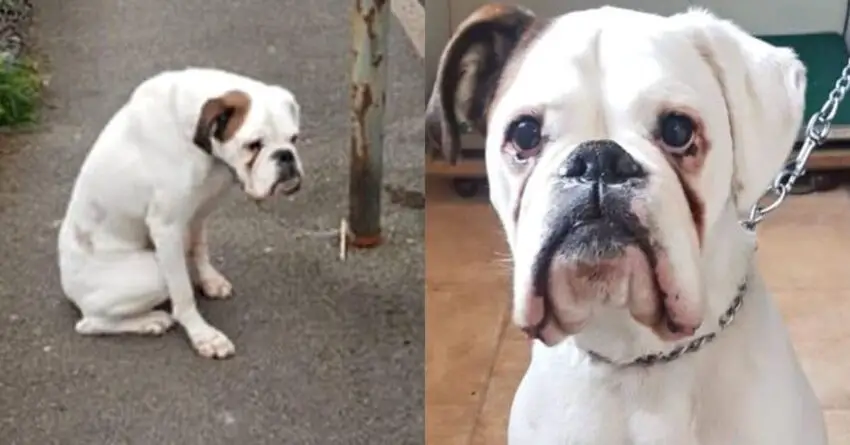 Boxer Dog With Sad Eyes Found Abandoned Ant Tied To A Lamppost