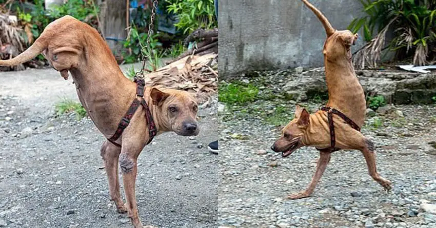 Dog Born With No Back Legs, Learns How To Balance On Front Legs By Her Caring Owner