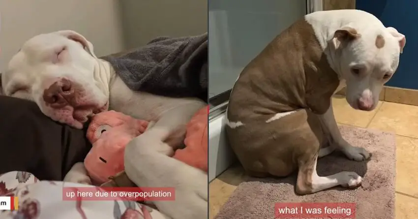 Homeless Dog Lives With His Owner On The Streets For Years, Now Has His Comfy Bed