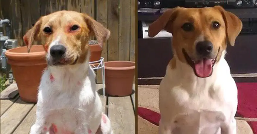 Abused Dog Finds Her Way Back To Her Rescuers After Fleeing Her New Family