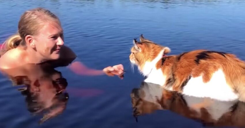 Cute Maine Coon Cat Filmed While Bravely Swimming Toward Its Mom