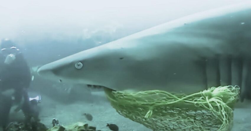 Shark Sends Entire Family For Stunning “Thank You” After Diver Saves It From Fishing Net.