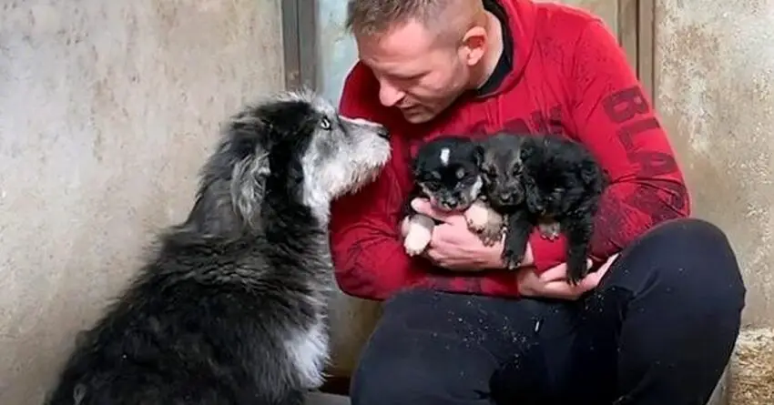 Stray Dog Pleading With Stranger To Help His Puppies In The Snow Moves Everyone Emotions