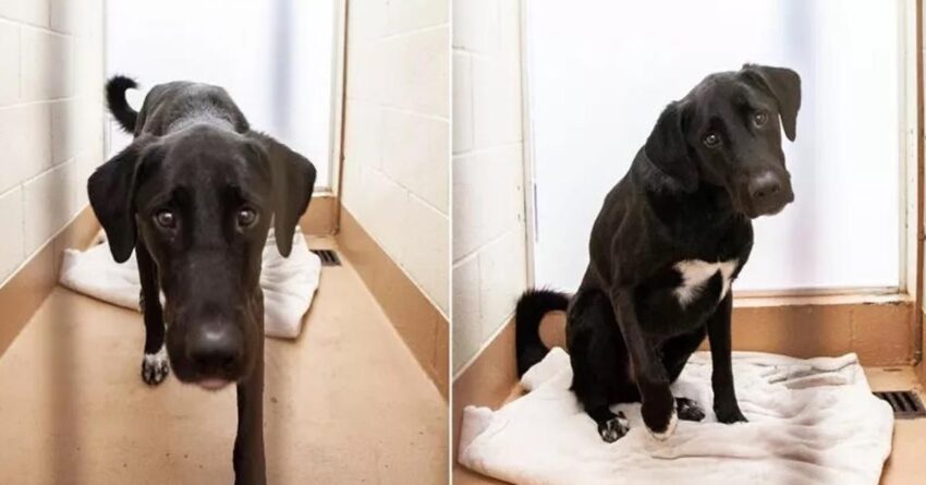 Dog no-one Wants’ Is Still Un-adopted After 500 Days Breaks Hearts.