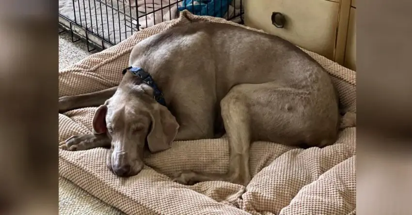 Senior Dog Is ‘Heartbroken’ After His Owner Surrender Him At Age Of 20