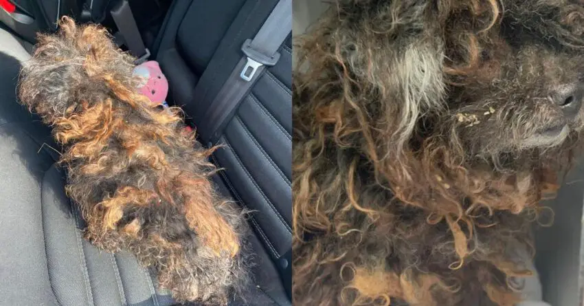 Rescuers Find Severly Matted Dog Who Looks Like A Wig, She Is Now Unrecognizable