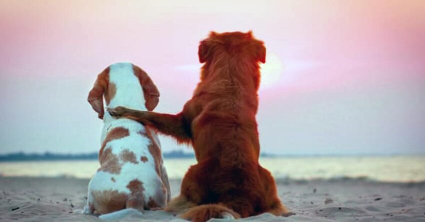 Dog Melts Million Hearts As He Meets His ‘Soule Mate’ While Traveling in Australia