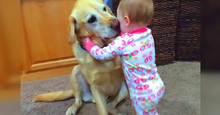 Cute Dog Comforts Crying Boy By Giving Him A Hug