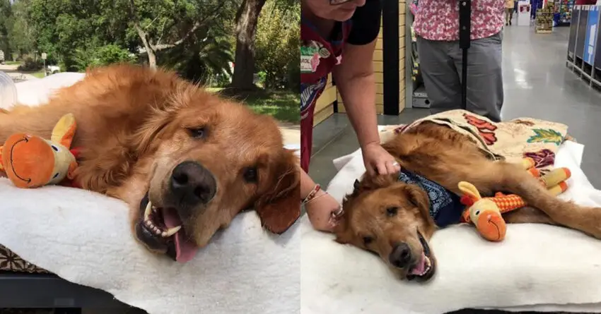 Sick Dog Is Too Week To Sit, Given Final Ride Around Town, Shows Miraculous Recovery