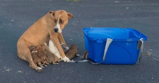 Pοοr Dog was seen discarded in parking lot with her nine two-week-old puppies