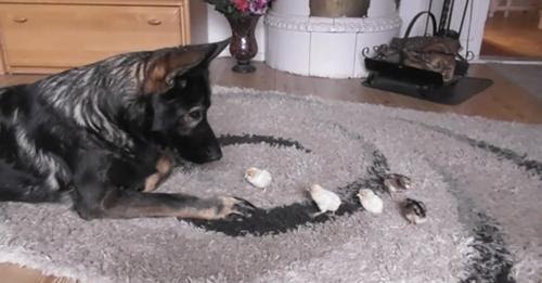 German Shepherd Is Extra Careful As He Watches Over His New Baby Chicks