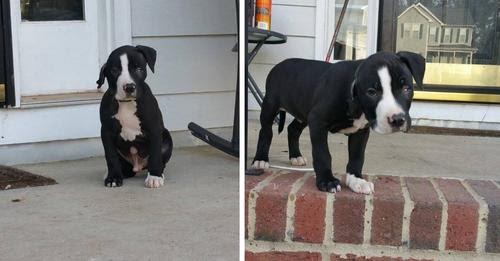 Disabled Puppy Gets Overlooked In Shelter Because Of His Imperfections