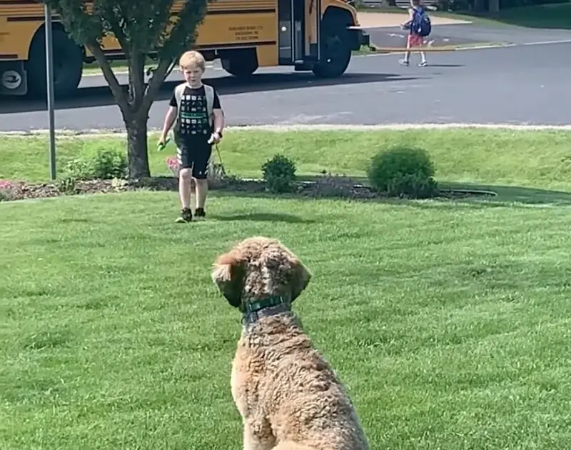 Faithful dog’s heartwarming daily ritual with his beloved owner at the bus stop