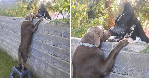 Man Put A Stool Next To The Fence So His Lab Could Meet The Neighbor Dogs’