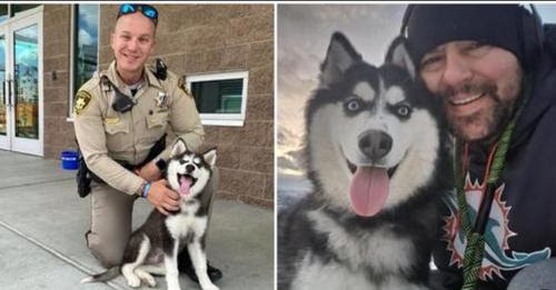 Husky Rescued From 113-Degree Car Now Living Her Best Life With New Family