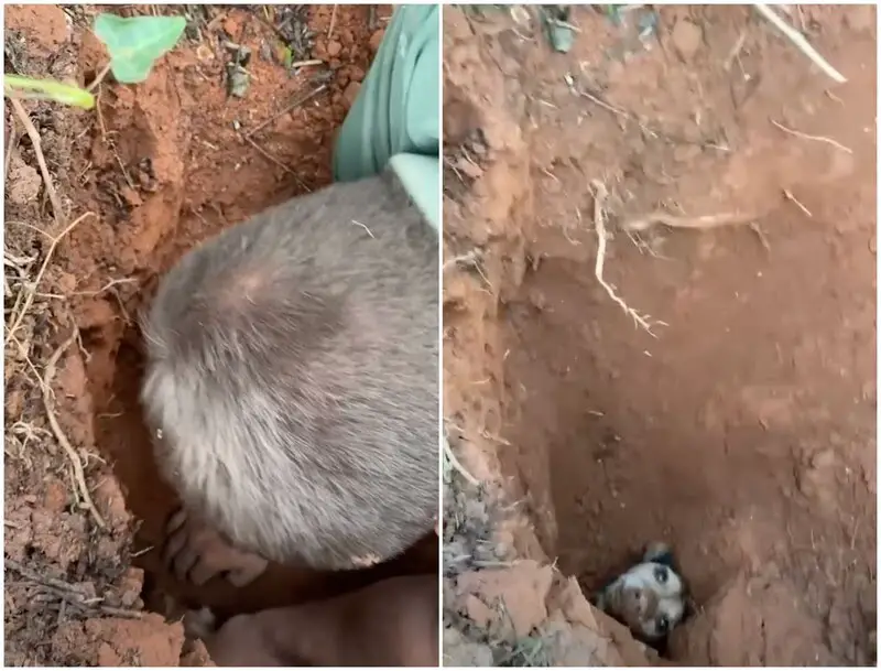 Miraculous Rescue: Dog Survives Being Buried Underground for 56 Hours