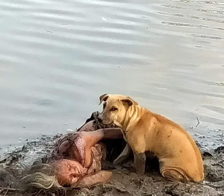 Heartwarming: Stray Dog Becomes Hero When He Finds and Protects Collapsed Blind Elderly Woman by the River