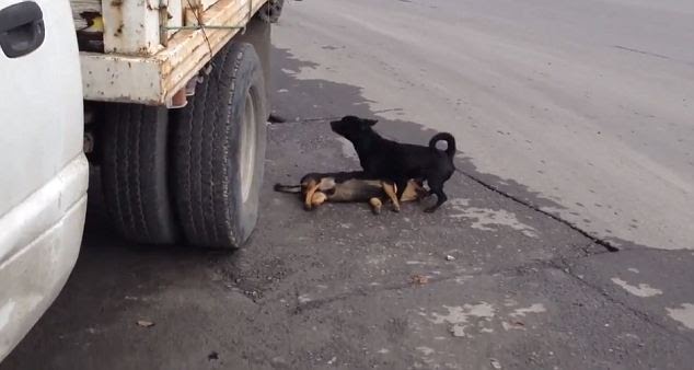 A loyal dog tries his best to save his companion after being hit by a car, in a heartbreaking moment.