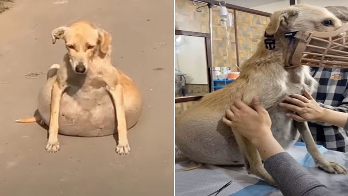 The 𝘴𝘵𝘳𝘢𝘺 dog 𝘤𝘰𝘭𝘭𝘢𝘱𝘴𝘦𝘥 because of its bloated belly, people thought it was pregnant but it wasn’t