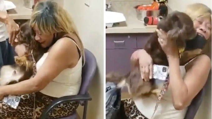 Tiny Dog Returns To His Family After Being Missed For Two Years..