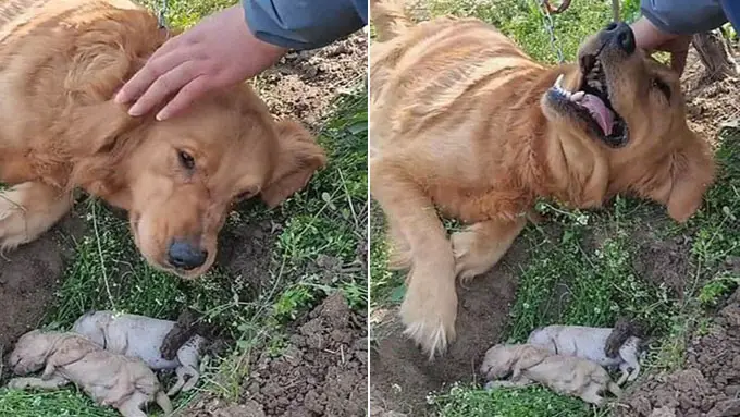 Heartbroken Mother Dog Refuses to Separate from Her puppies Who Died in Labor and Digs Their Graνe Again..