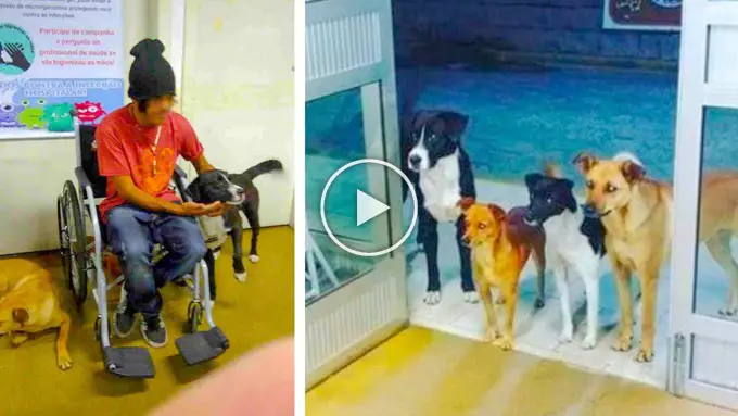 Homeless man’s dogs wait outside hospital for hours, refuse to leave until owner is treated!