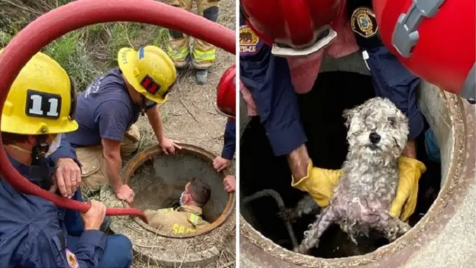 Petrified Pooch Lives 3 Days In A Storm Drain As Firefighters Rush To Get Her Out