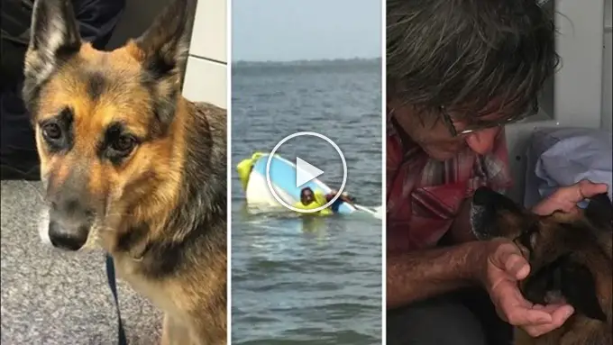 Heroic Dog Treads Water For 11 Hours To Rescue Her Owner